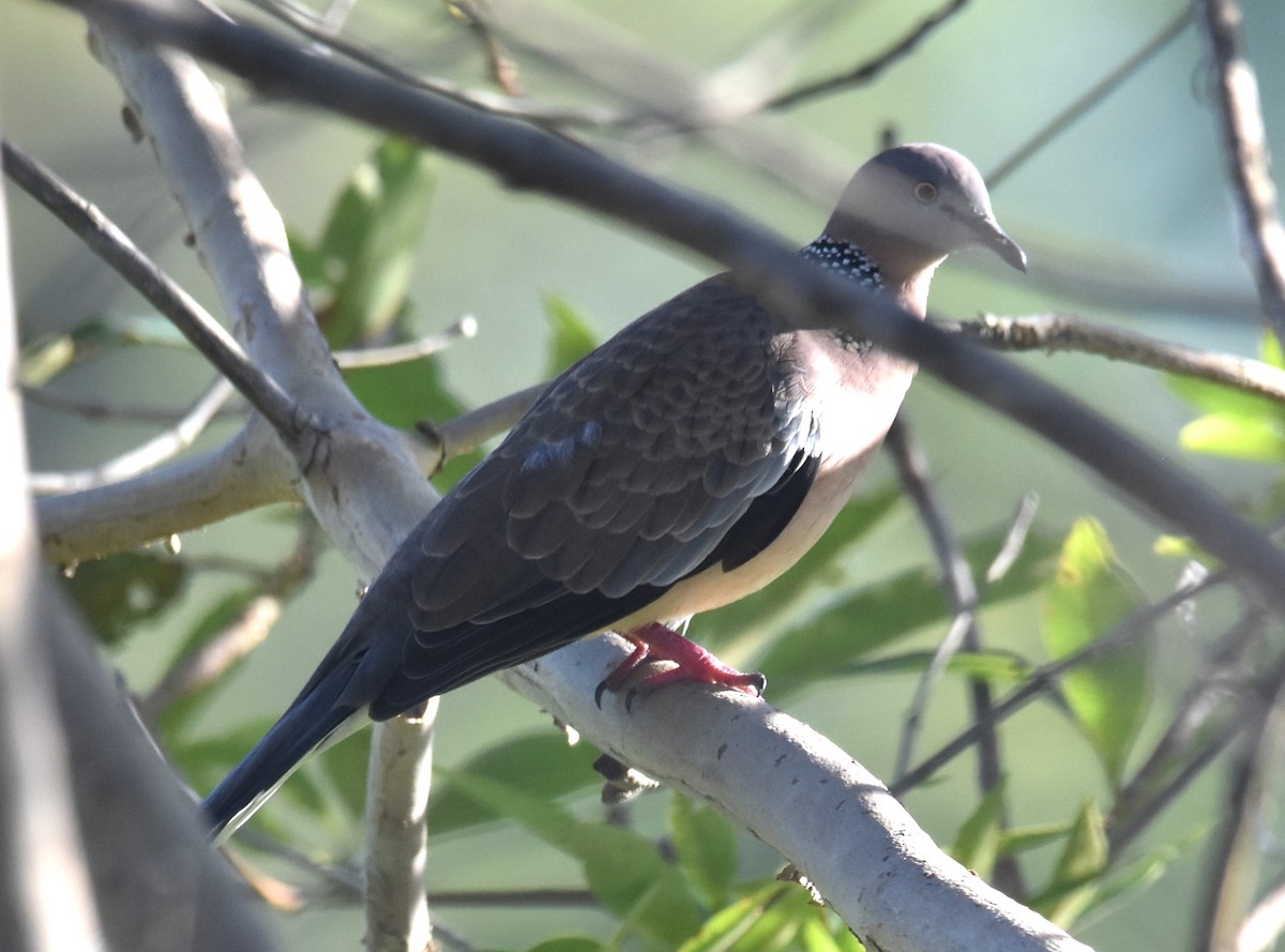 Spotted Dove - ML615567478