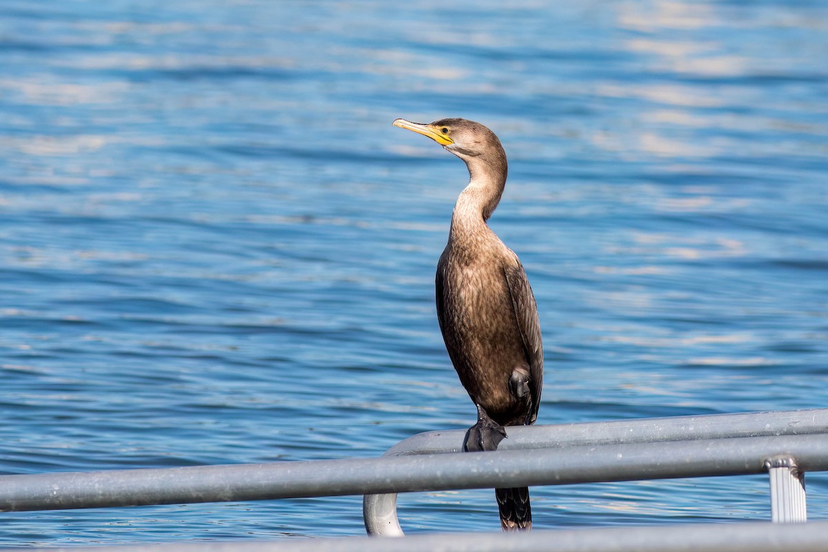 Double-crested Cormorant - ML615567534