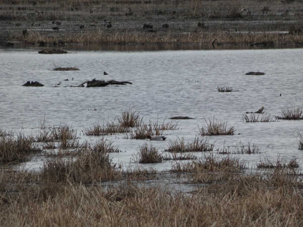 Eurasian Wigeon - ML615567540