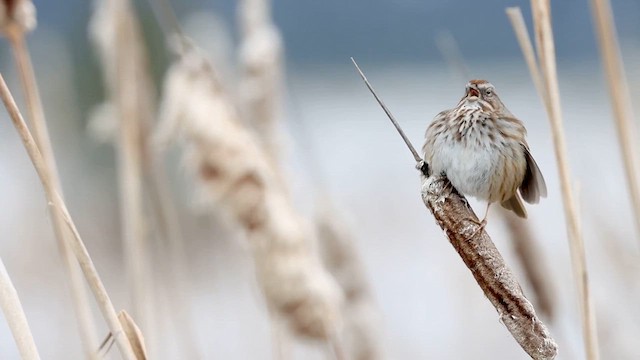 Song Sparrow - ML615567561