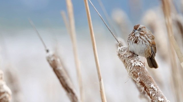 Song Sparrow - ML615567595