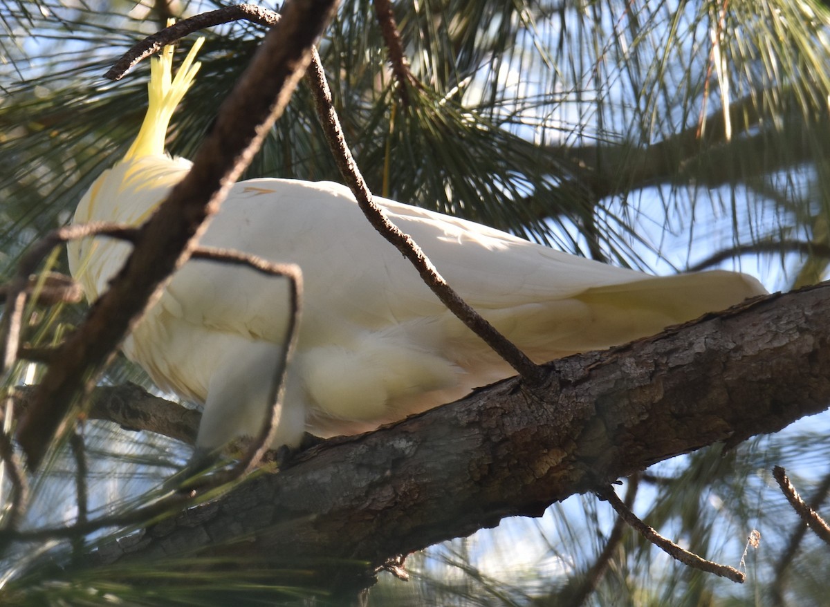 Sulphur-crested Cockatoo - ML615567600