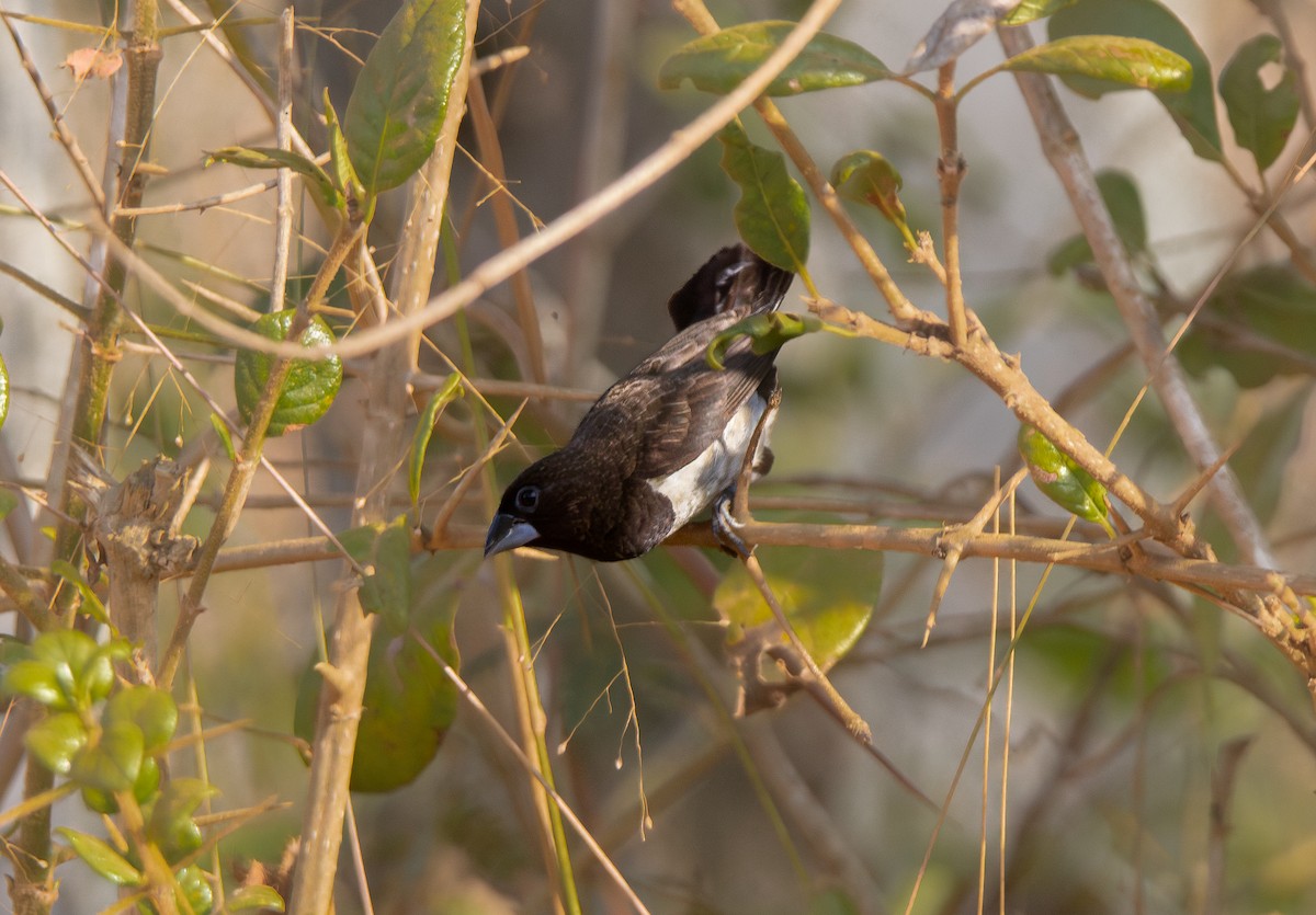White-rumped Munia - ML615567634