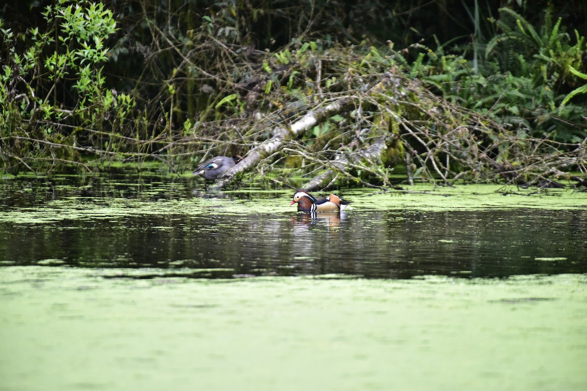 Mandarin Duck - ML615567651