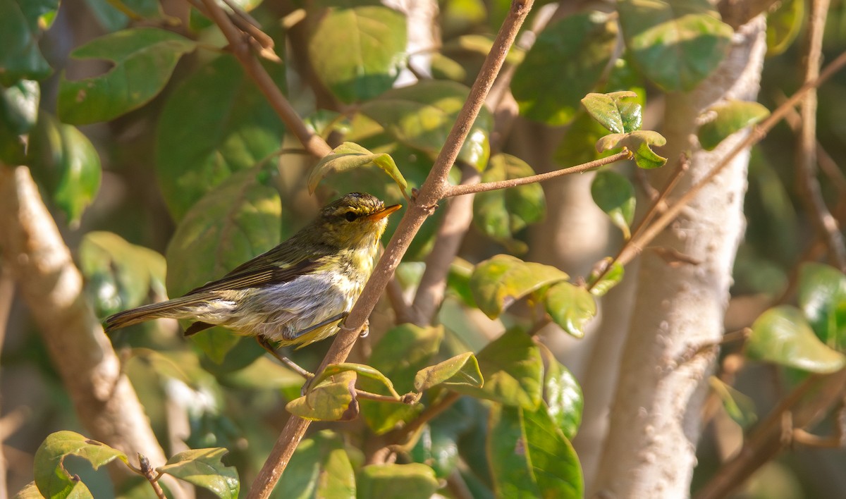 Green Warbler - ML615567704