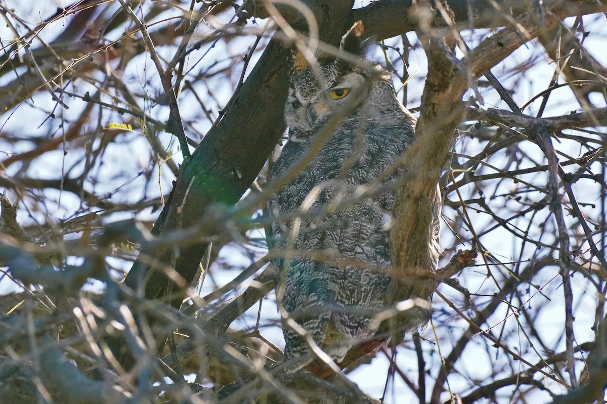 Great Horned Owl - ML615567710