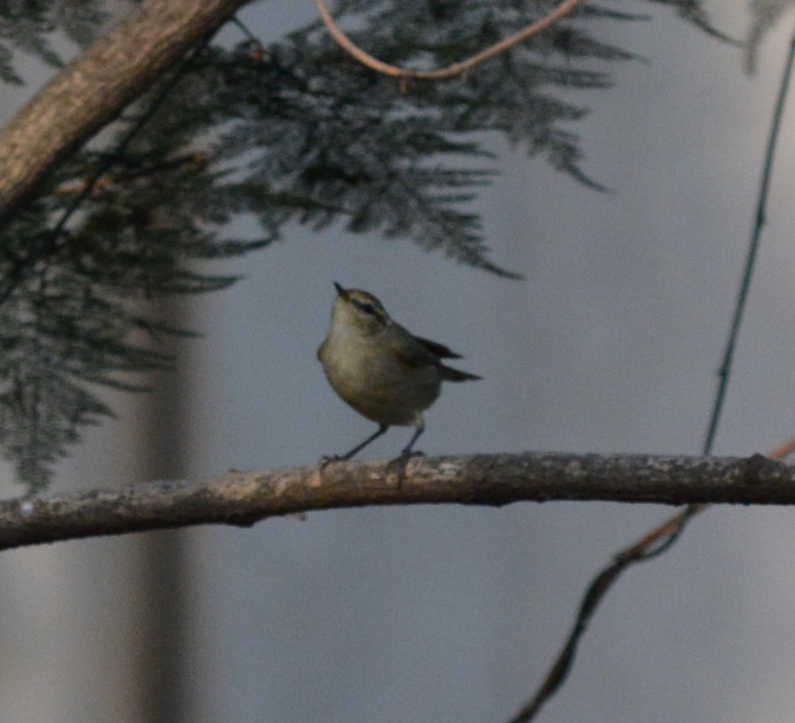 Green Warbler - Himanshu Gupta