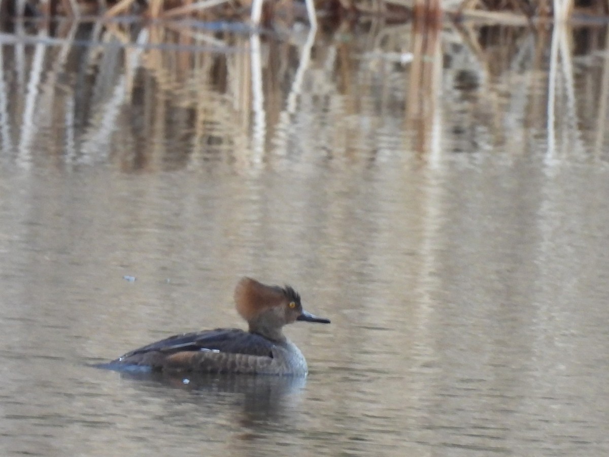 Hooded Merganser - ML615567733