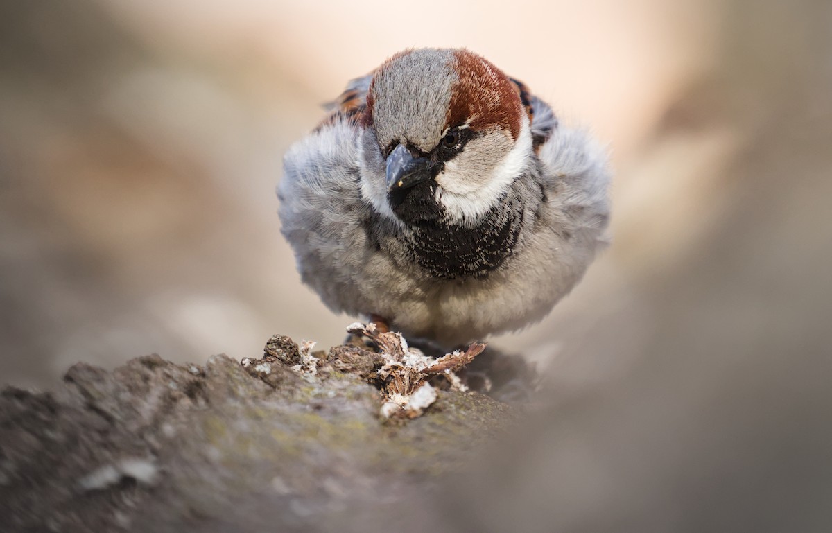 House Sparrow - ML615567751