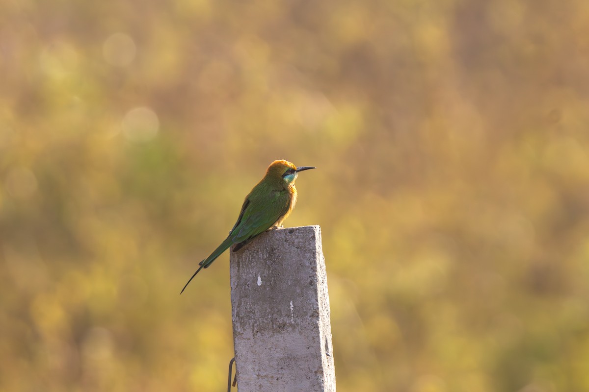 Asian Green Bee-eater - ML615567752