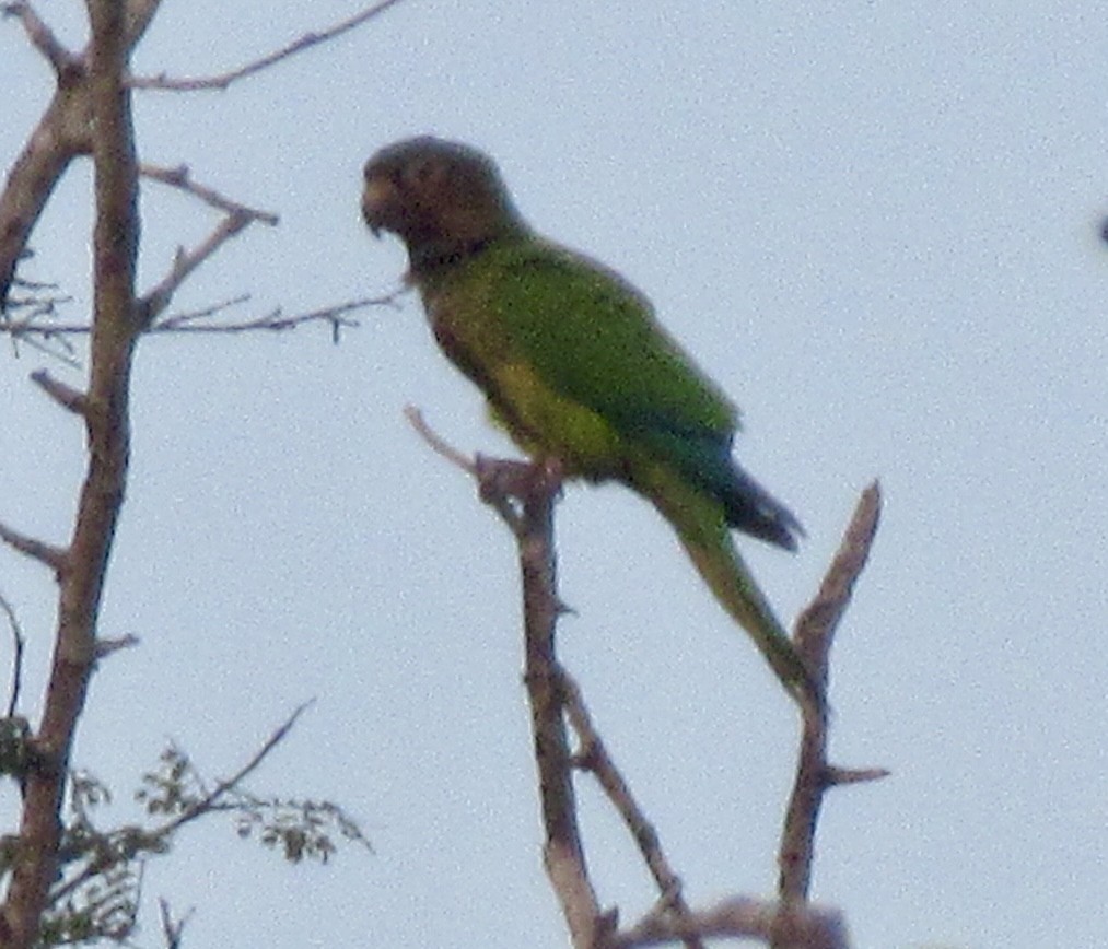 Brown-throated Parakeet - ML615567796