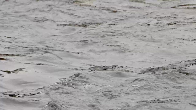 American Dipper - ML615567855