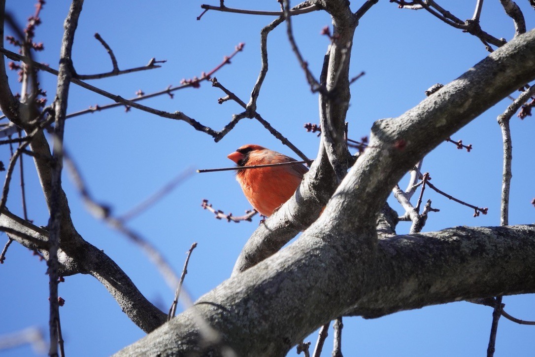 Northern Cardinal - ML615567925