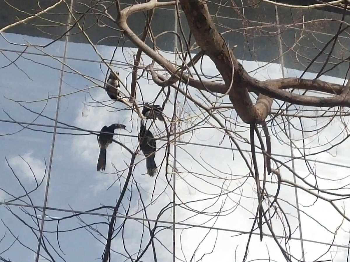 Oriental Pied-Hornbill - Aaryan bhalla
