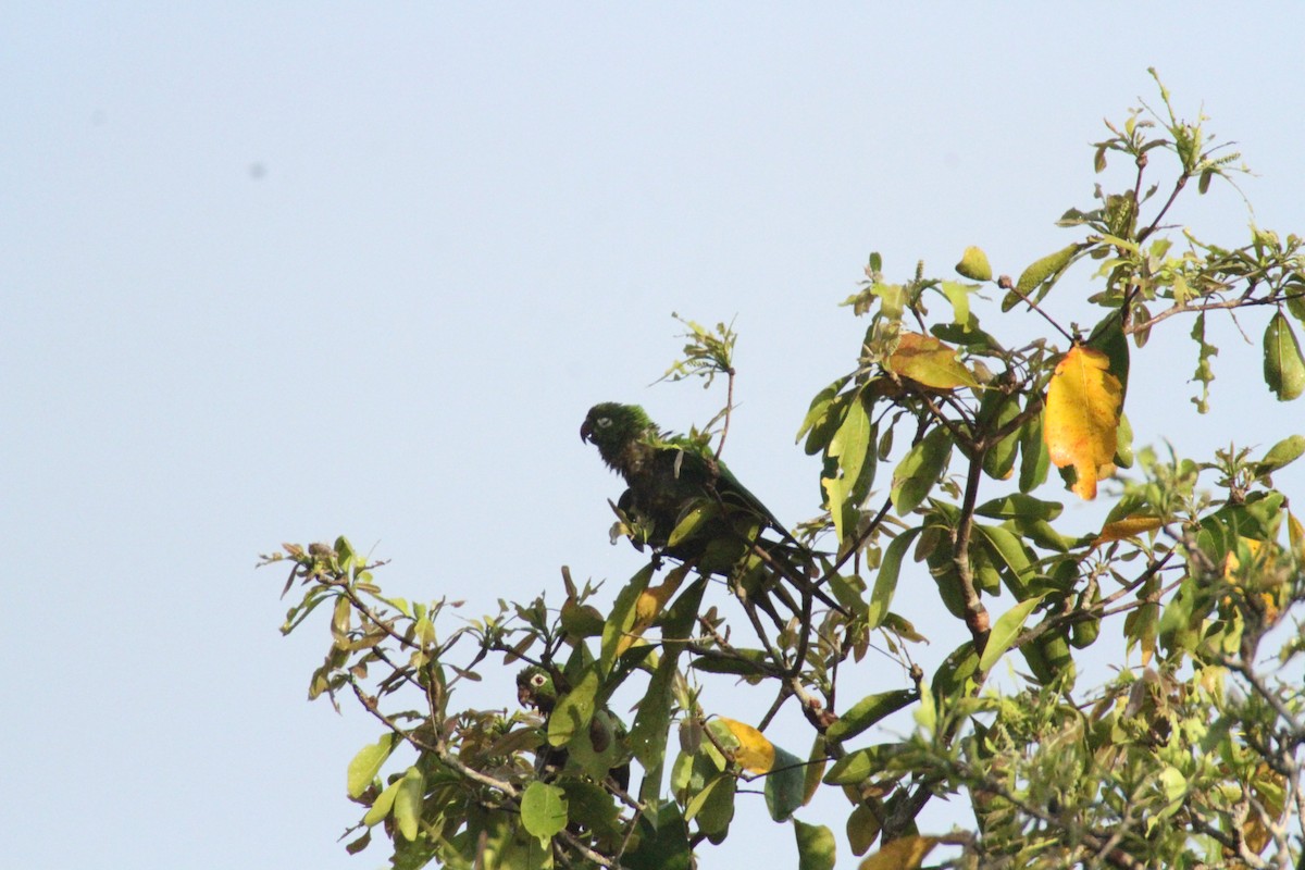 Olive-throated Parakeet - Allan Muise