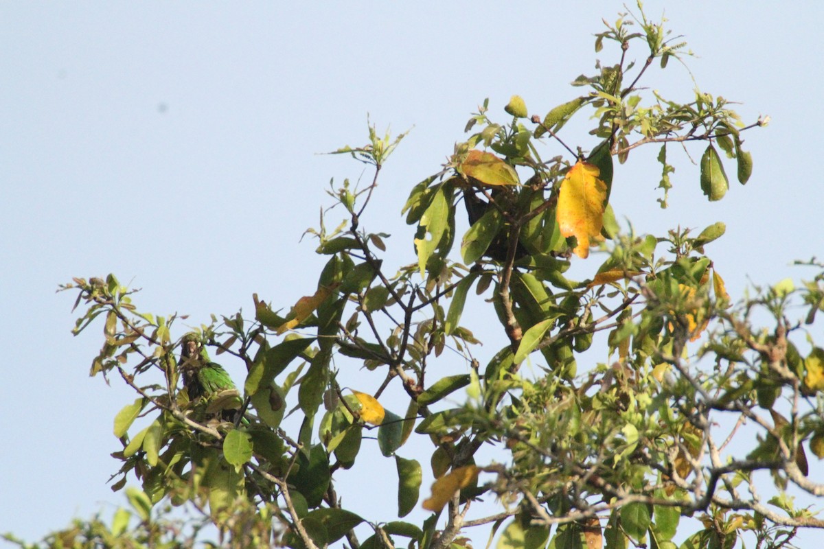 Olive-throated Parakeet - Allan Muise