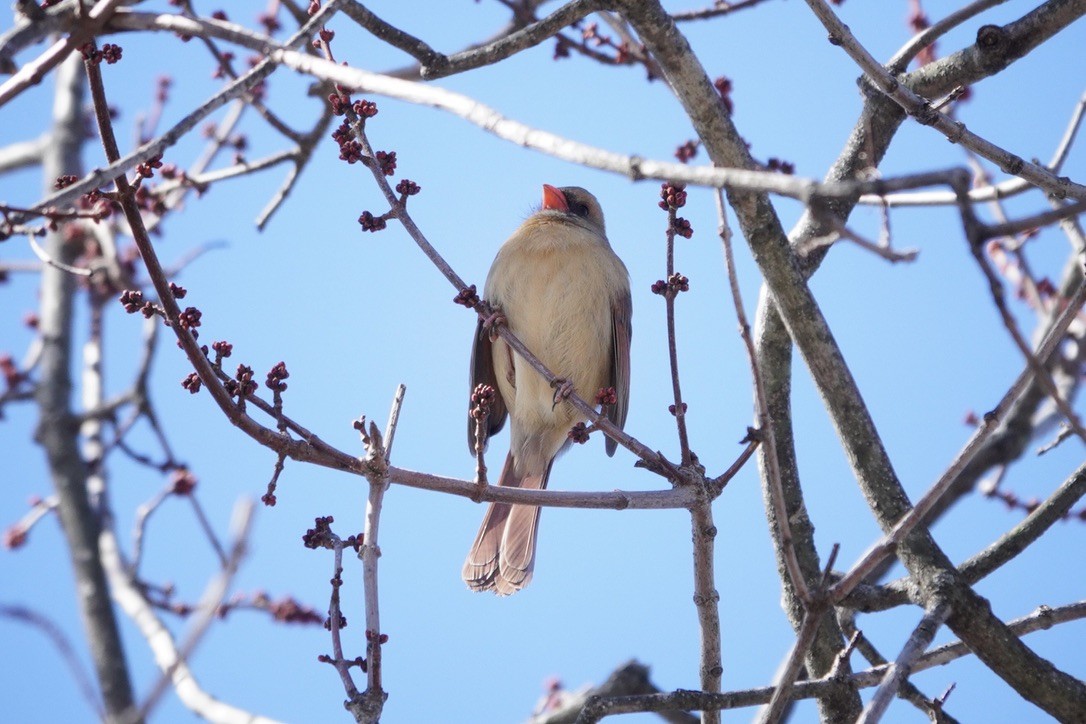 Northern Cardinal - ML615568040