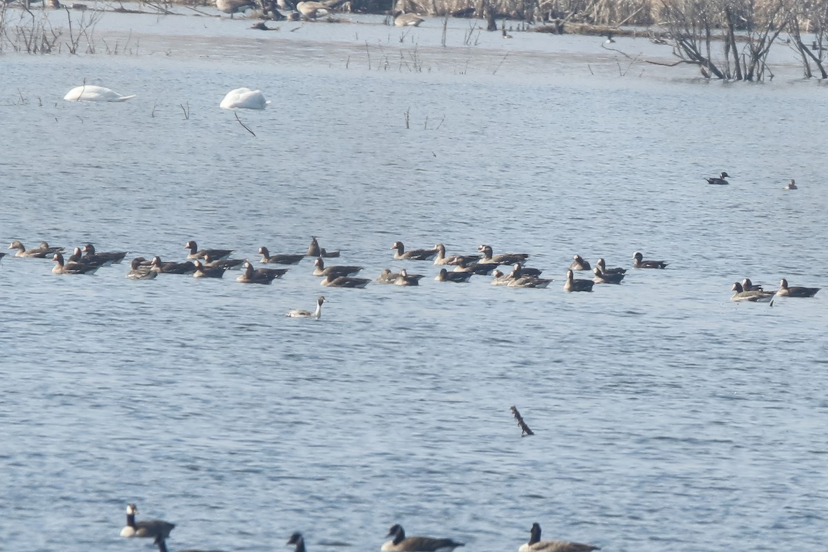 Greater White-fronted Goose - ML615568041