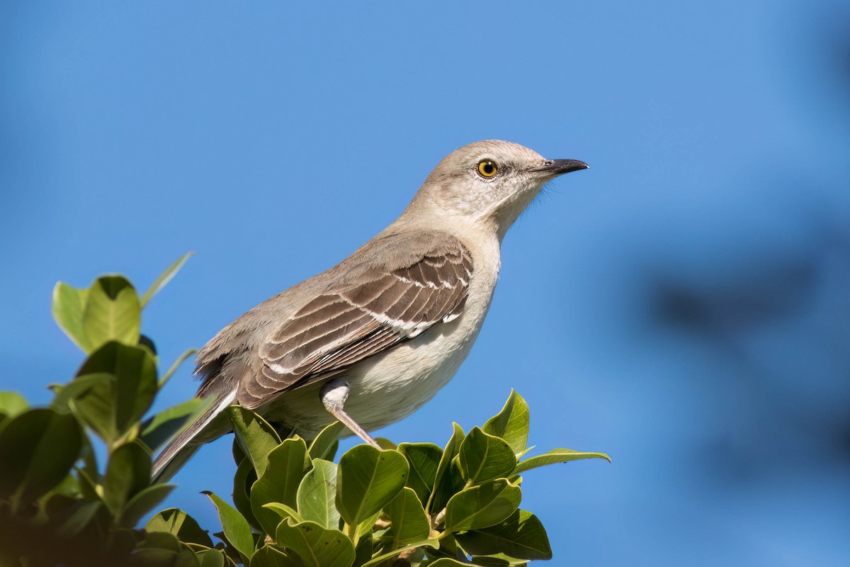 Northern Mockingbird - ML615568068