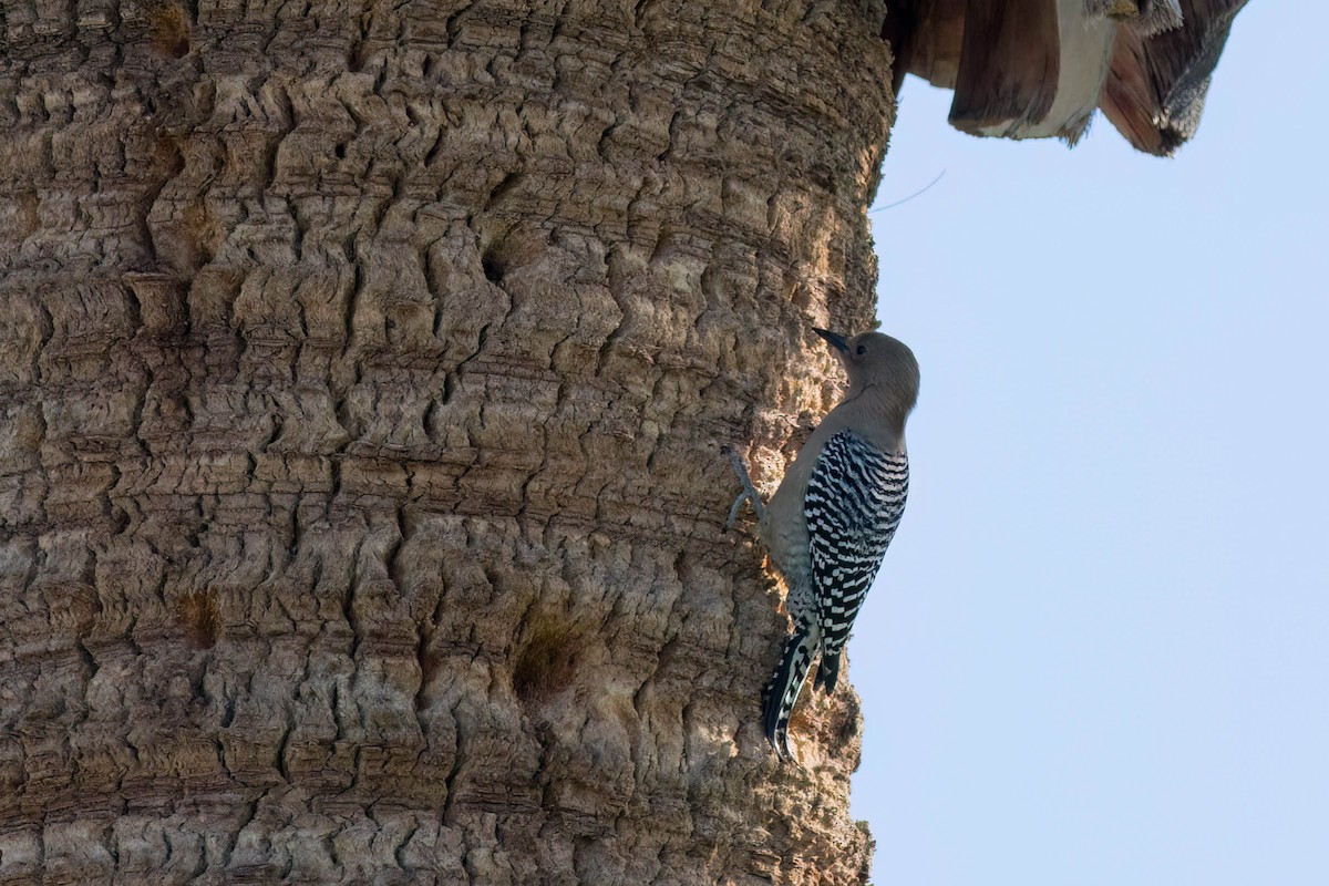 Gila Woodpecker - ML615568074