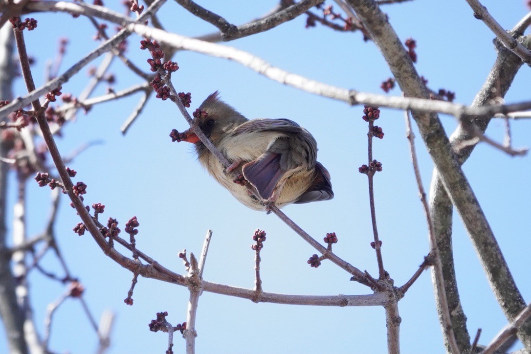 Northern Cardinal - ML615568080
