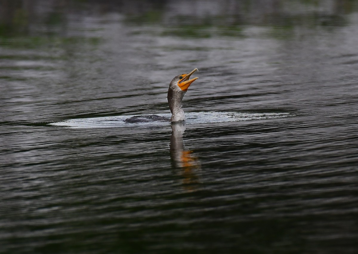 Double-crested Cormorant - ML615568085