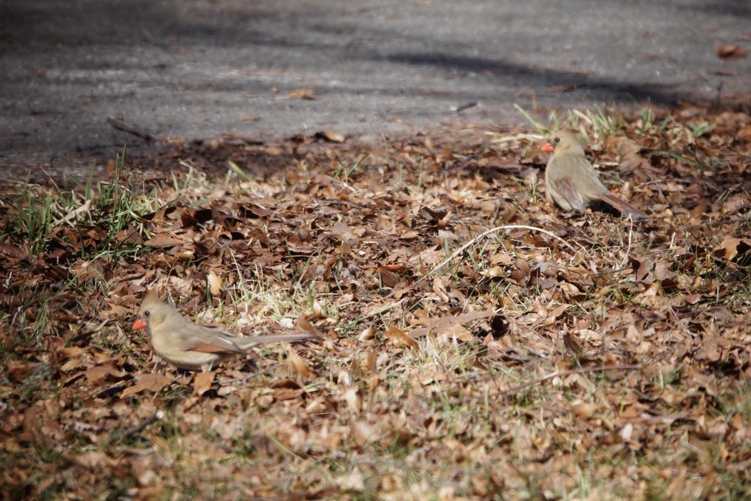 Northern Cardinal - ML615568204