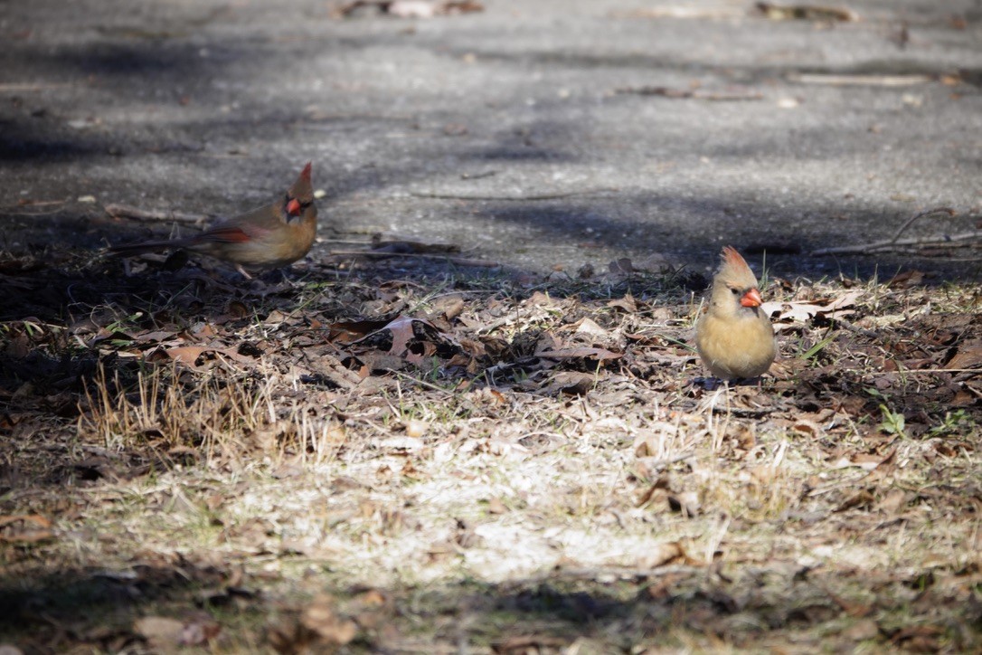Northern Cardinal - ML615568253