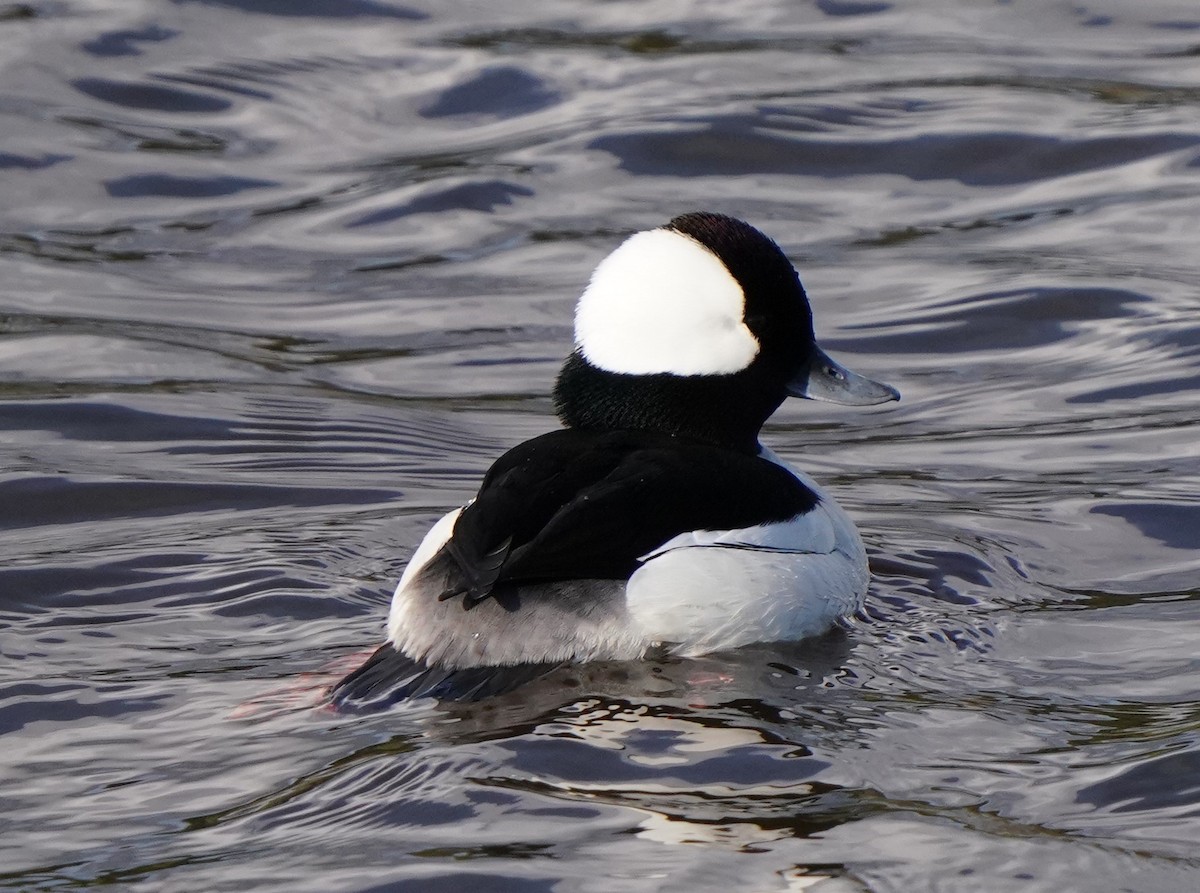 Bufflehead - Richard Block