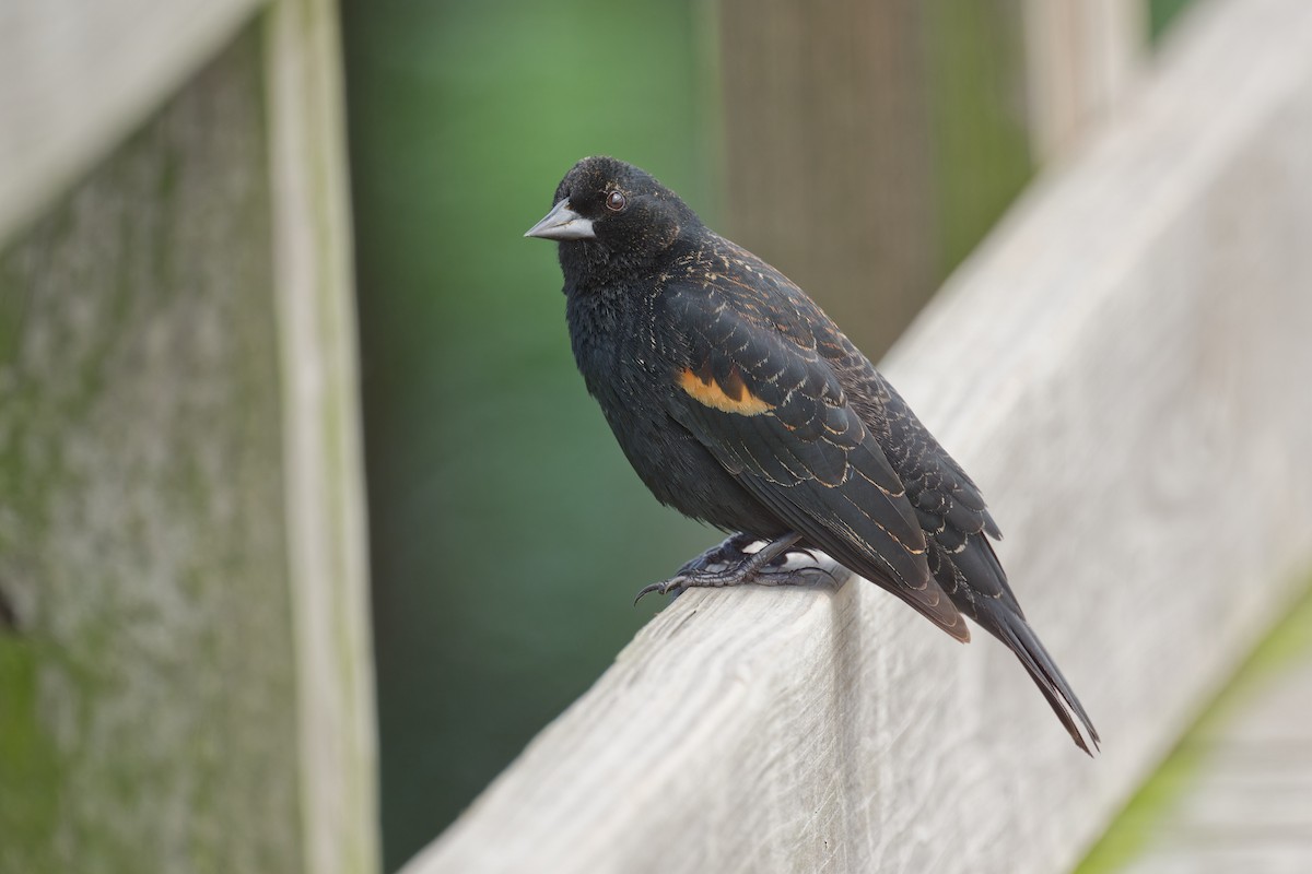 Red-winged Blackbird - Harlan Stewart