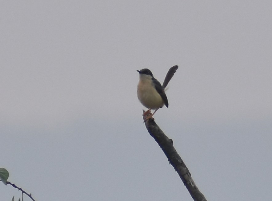 Ashy Prinia - Kausthubh K Nair