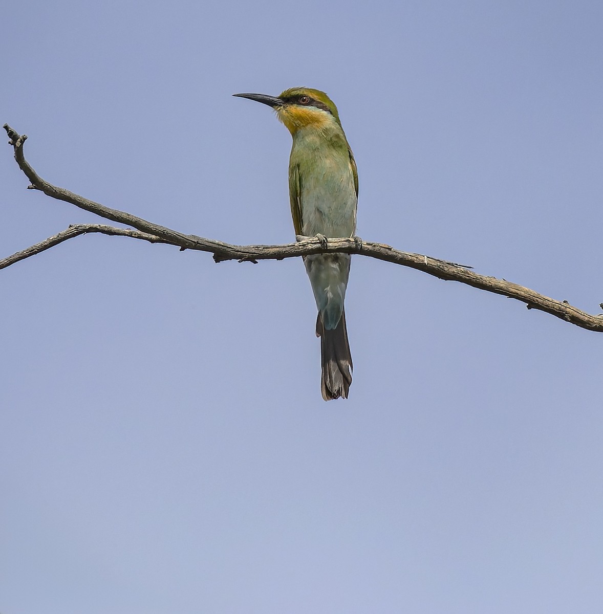 Rainbow Bee-eater - ML615568457