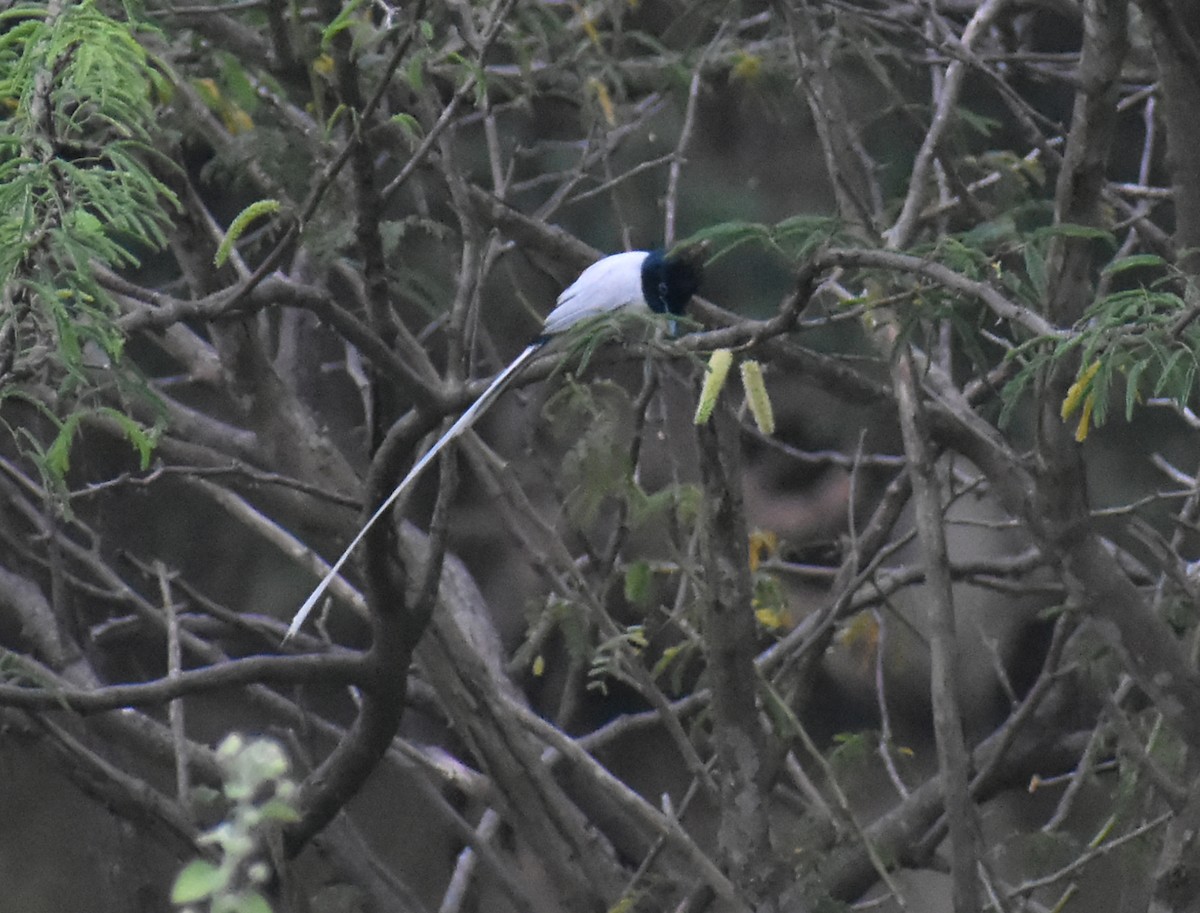 Indian Paradise-Flycatcher - Kausthubh K Nair