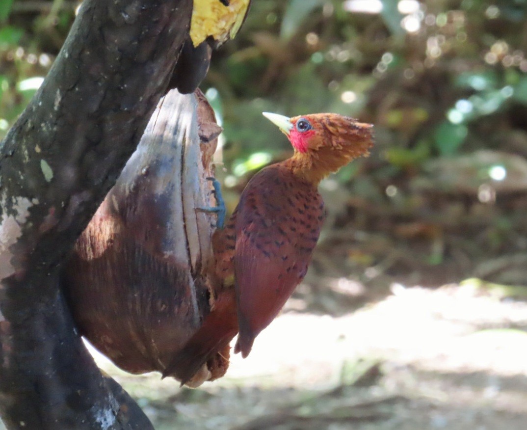 Chestnut-colored Woodpecker - ML615568512