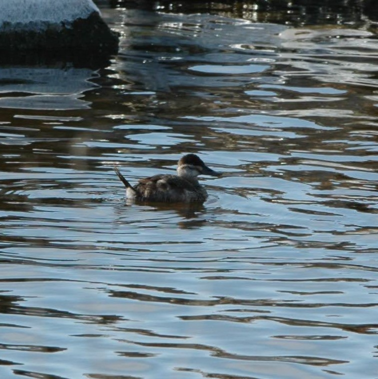 Ruddy Duck - ML615568550