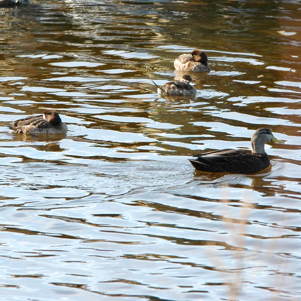 Ruddy Duck - ML615568551