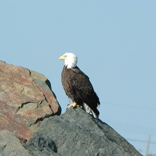 Bald Eagle - ML615568557