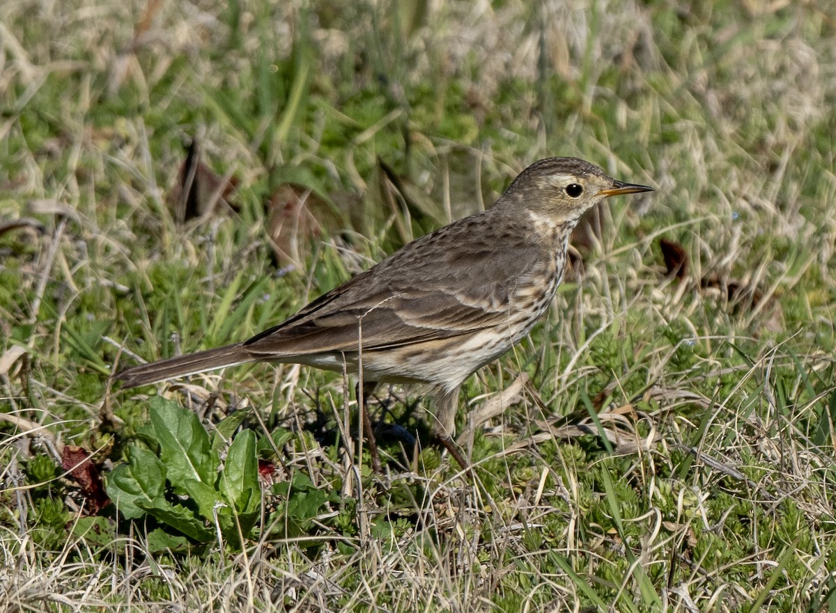 黃腹鷚 - ML615568639