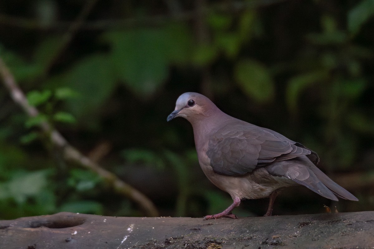 Colombe à front gris - ML615568641