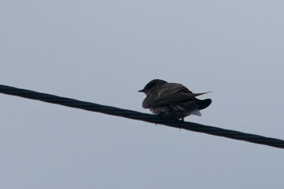 Northern Rough-winged Swallow - ML615568784