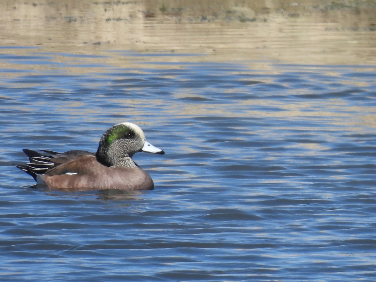 American Wigeon - ML615568831