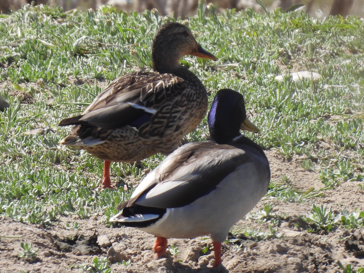 Mallard - ML615568836