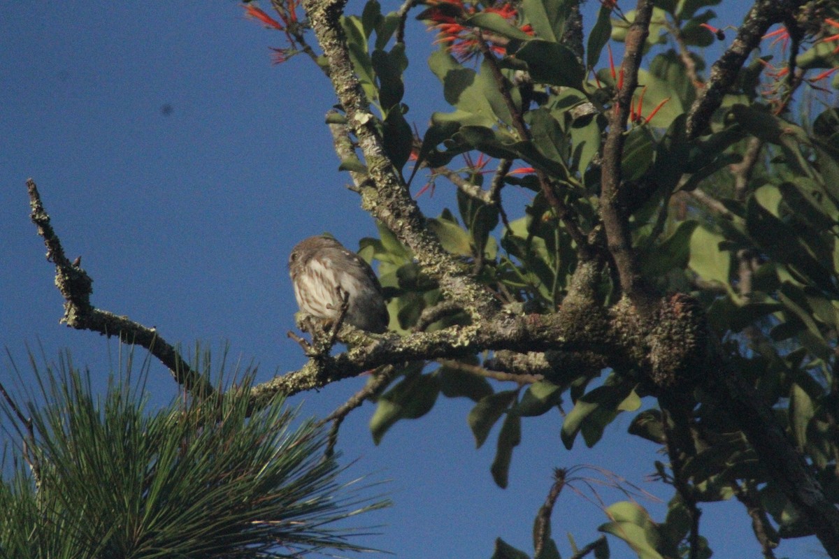 Ferruginous Pygmy-Owl - ML615568883