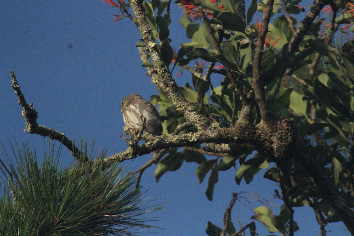 Ferruginous Pygmy-Owl - ML615568884