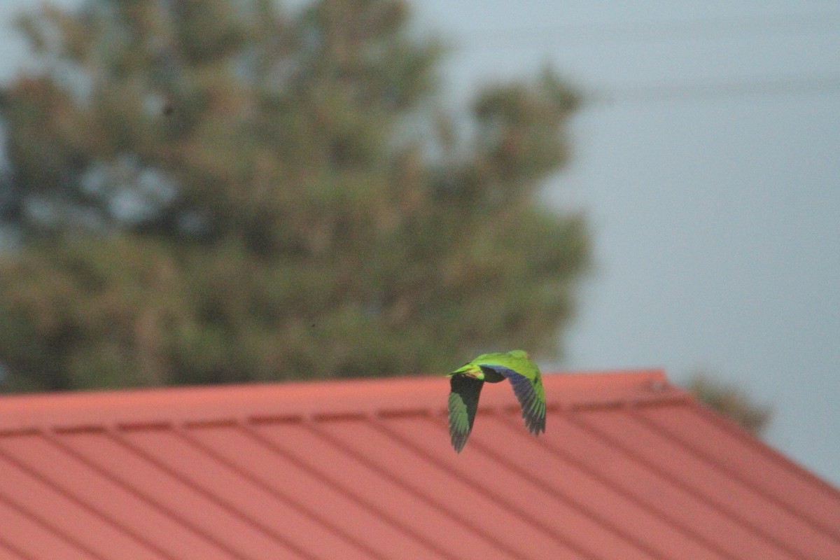 White-fronted Parrot - Allan Muise