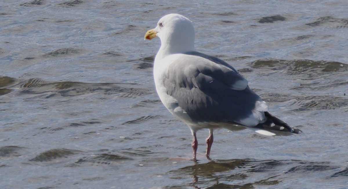 Gaviota Argéntea - ML615569032