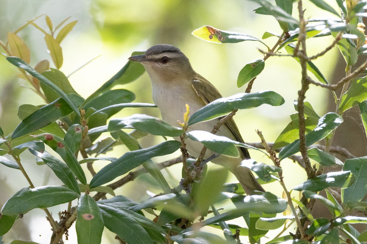 rødøyevireo - ML615569061