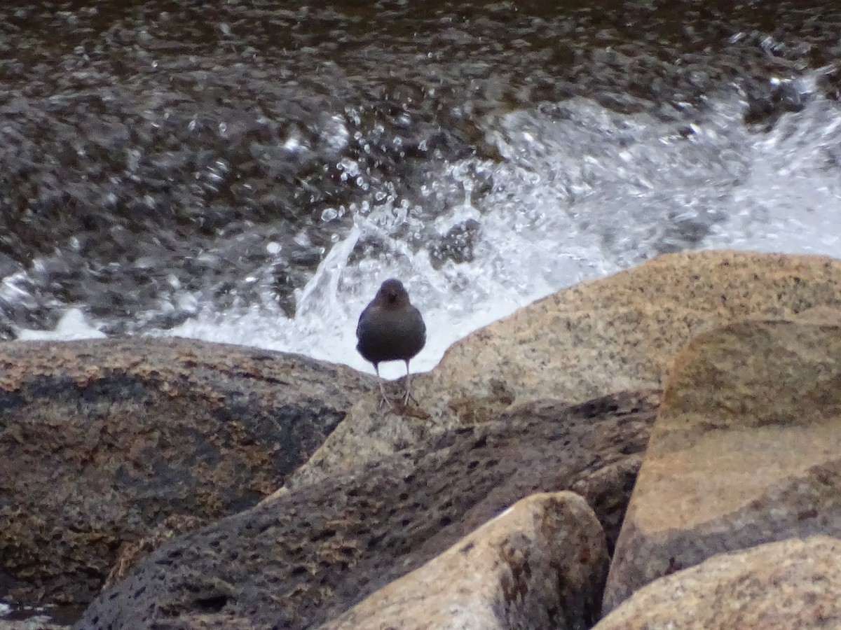 American Dipper - ML615569137