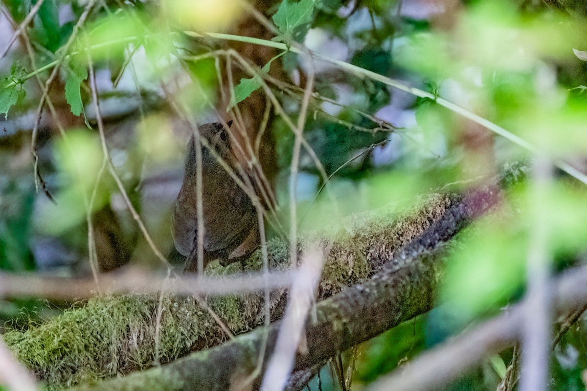 Ochre-flanked Tapaculo - Charlie Bostwick