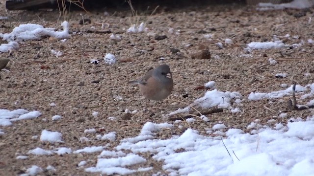 Junco ardoisé (mearnsi) - ML615569235